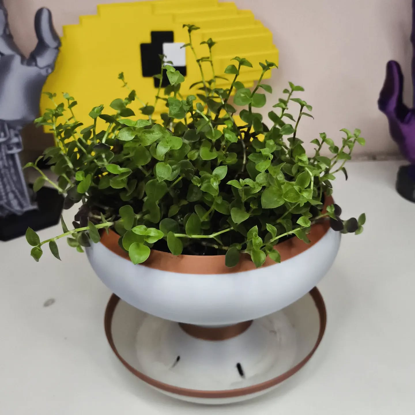 Vaso "self watering"